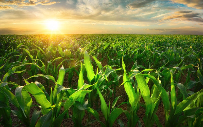 Vibrant green cornfield under a bright sunset with a cloudy sky.